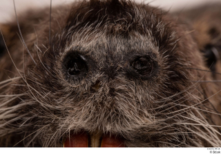 Nutria nose 0004.jpg